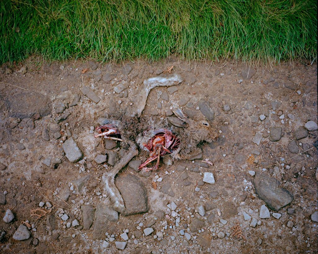 The Walkers 11